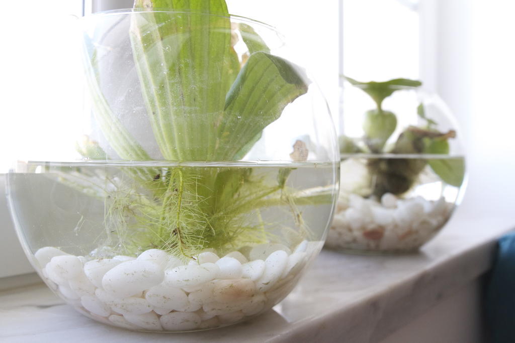 Green House Балеал Екстериор снимка
